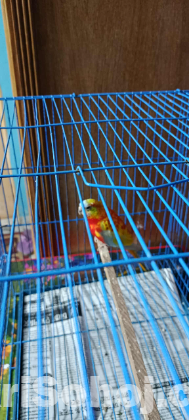 Turquoisine Paraket Red Fronted Opaline